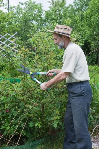 Hombre Corta Los Arbustos Jardín — Foto de Stock