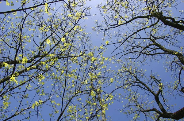 Árbol Con Sus Ramas Cielo —  Fotos de Stock