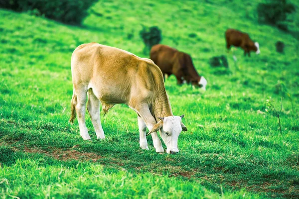 Корови Паддоках Протягом Дня Штаті Квінсленд — стокове фото