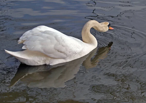 Cigno Muto Che Nuota Fiume Inghilterra — Foto Stock