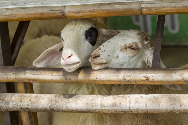 Görüntü Kahverengi Bir Koyun Çiftliğinde Tayland — Stok fotoğraf