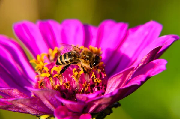 Makro Einer Biene Die Pollen Auf Einer Dekorativen Gartenblume Zinnia — Stockfoto