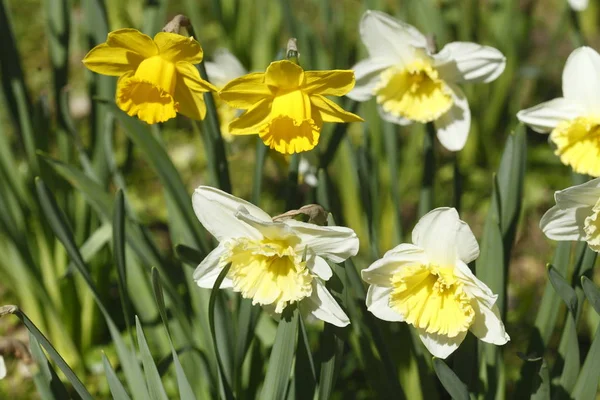 Hermosos Narcisos Brillantes Flora —  Fotos de Stock