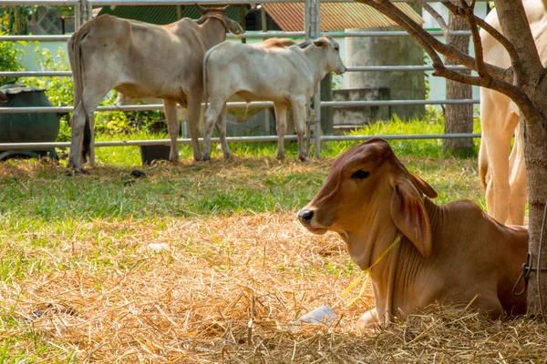 Cattle Farm Thailand — Stock Photo, Image