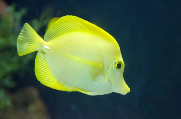 Petits Poissons Nageant Dans Eau — Photo