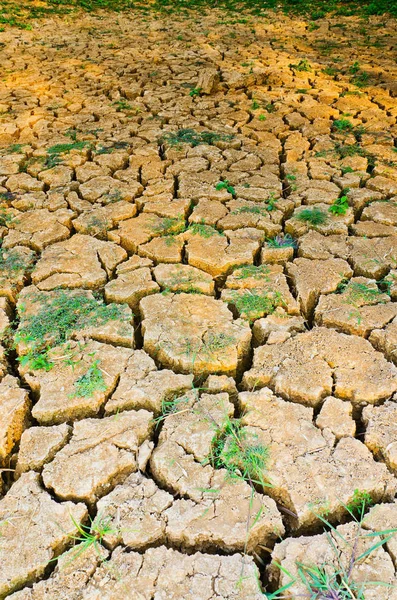 Πράσινο Γρασίδι Αυξάνεται Ξηρασία Τομέα Ξηρασία Γης — Φωτογραφία Αρχείου