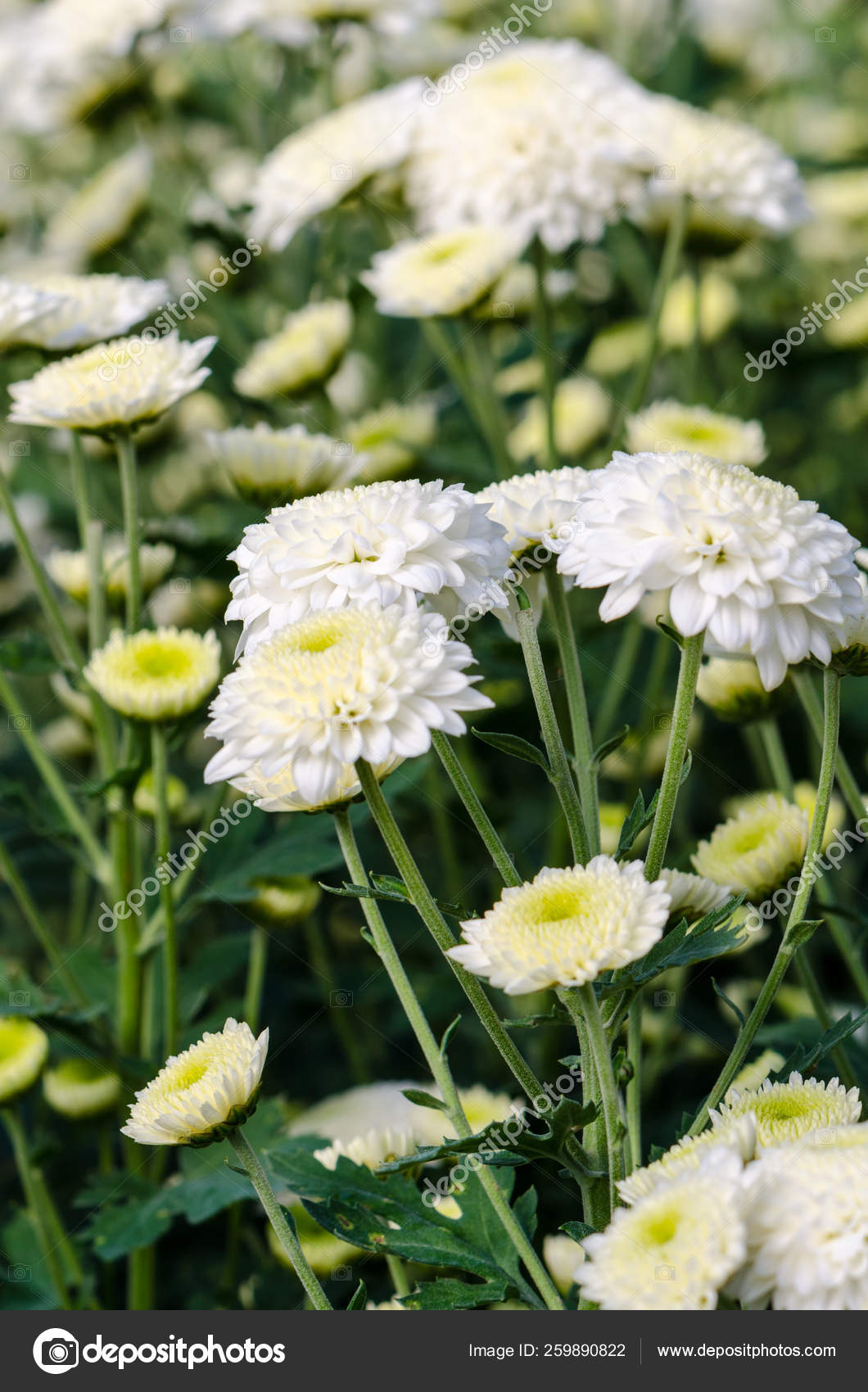 White Chrysanthemum Morifolium flowers at garden on Doi Inthanon mountain  in Chiang Mai province of Thailand. 12