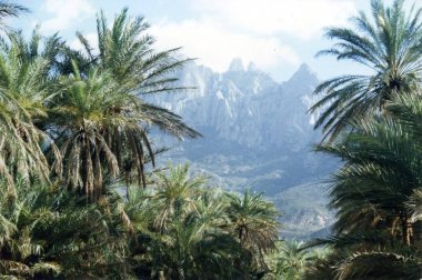 Soqotra island, palms trees  clipart