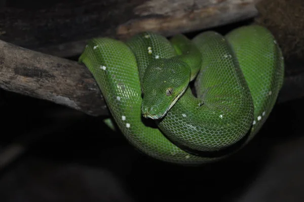 テラリウム中のヘビのクローズアップビュー — ストック写真
