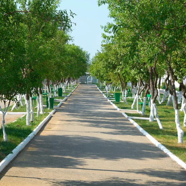 Callejón Verde Parque Soleado Con Hierba Árboles — Foto de Stock