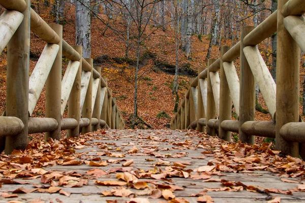 Γέφυρα Γεμάτο Φθινοπωρινά Φύλλα Στο Yedigoller Μπολού Τουρκία — Φωτογραφία Αρχείου
