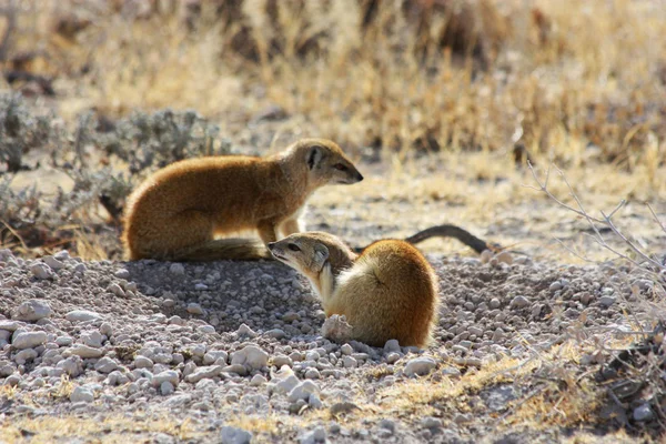 Kehidupan Liar Namibia Taman Etosha Musim Kemarau — Stok Foto