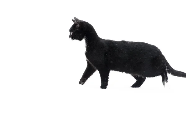 雪在室外的黑猫 — 图库照片