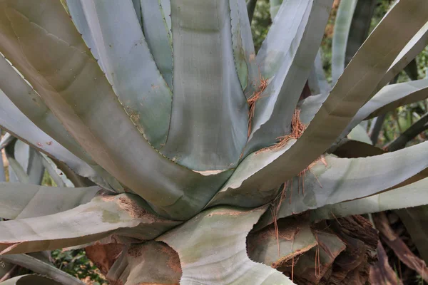 Big Plant Blue Agave — Stock Photo, Image