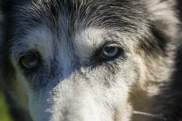 Глаза Брошенной Собаки — стоковое фото