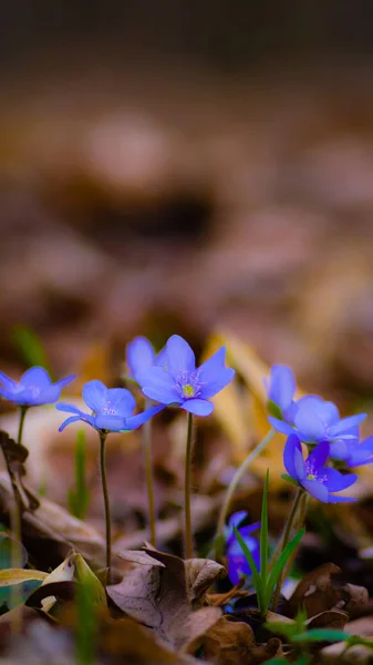 Blomster Som Farverig Baggrund Makro Foto Natur Serie - Stock-foto