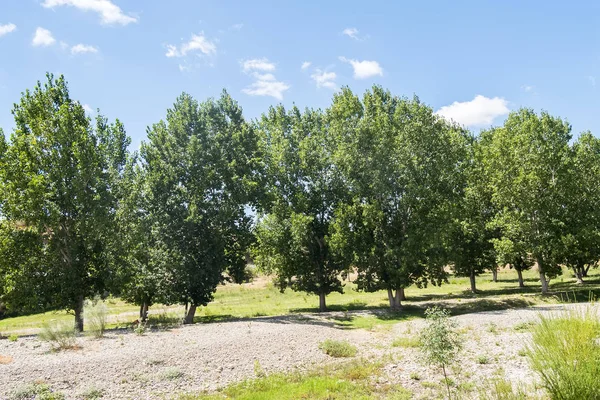 Paisagem Natural Verão — Fotografia de Stock