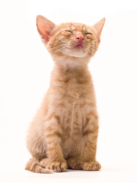 Tomcat Izolovaný Bílém Pozadí Kočka Kundička Výrazy Emoce — Stock fotografie