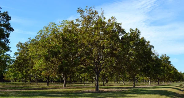 Young Pecan Orchard Naturaleza —  Fotos de Stock