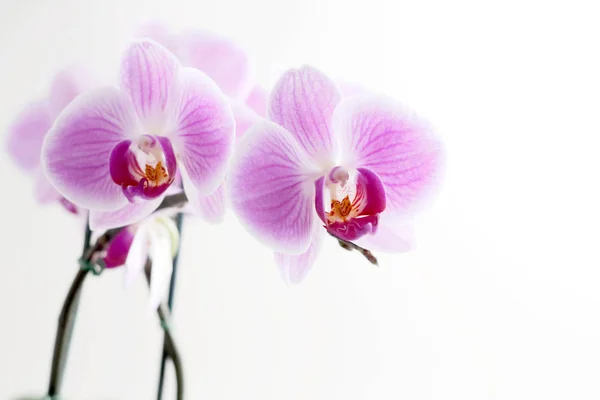 Orquídea Roxa Isolada Sobre Fundo Branco — Fotografia de Stock