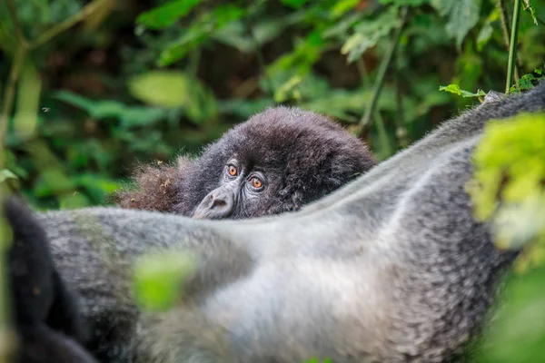 Baby Mountain Gorilla Nascosto Dietro Silverback Nel Parco Nazionale Virunga — Foto Stock