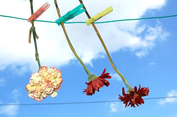 Três Flores Linha — Fotografia de Stock