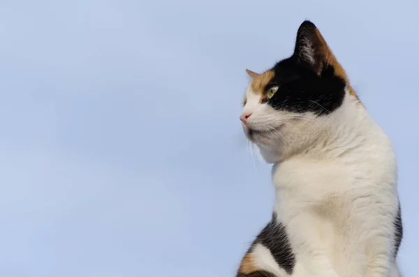 Strakatá Kočka Modrou Oblohou Pozadí — Stock fotografie