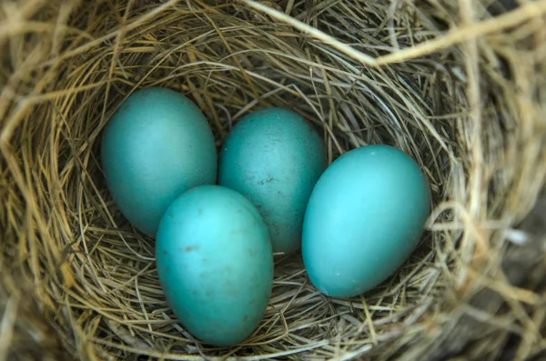 Zbliżenie Robins Gniazdo Jaj Nim — Zdjęcie stockowe