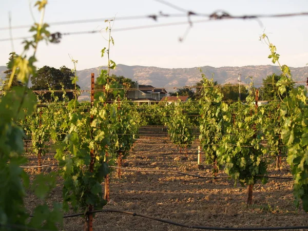 Tomado Una Noche Verano Viñedo Valle Napa Con Colinas Viñedos — Foto de Stock