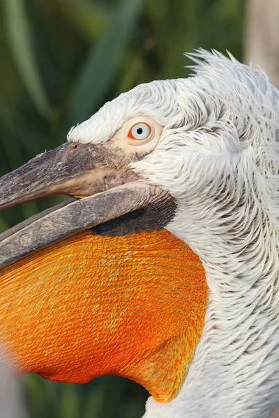 Λεπτομέρεια Στο Πρόσωπο Πελεκάνος Pelecanus Crispus Δαλματίας — Φωτογραφία Αρχείου