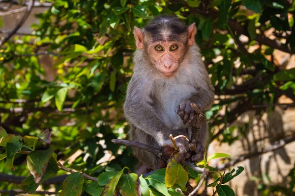 Şube Ormanda Oturan Maymun — Stok fotoğraf