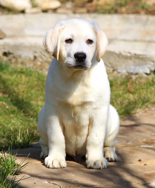 Żółty Ładny Szczeniak Labrador Ogrodzie — Zdjęcie stockowe