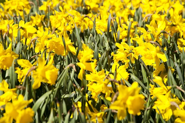 Close Narcisos Abril — Fotografia de Stock