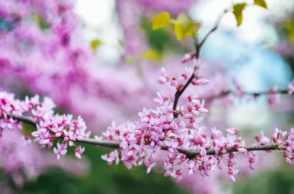 Пурпурный Весенний Цветок Cercis Canadensis Eastern Redbud Flowers — стоковое фото