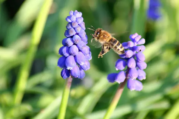 Eine Biene Flirt Mit Blumen Hintergrund — Stockfoto