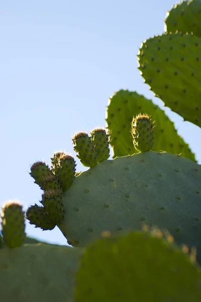 Prickly Pear cactus in bloom,Silifke,Mersin,Turkey