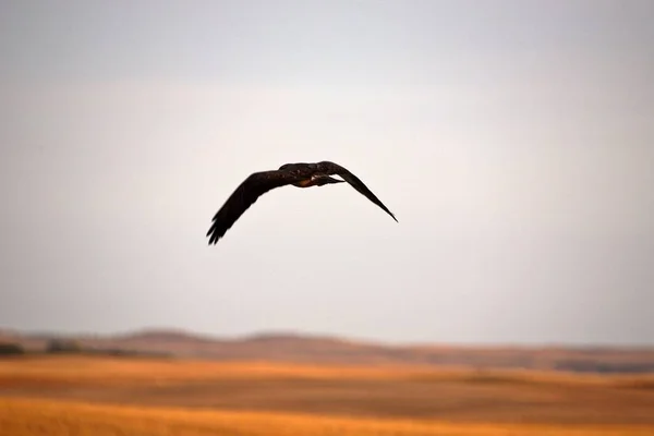Roofvogel Vliegen Weg Het Schilderachtige Saskatchewan — Stockfoto