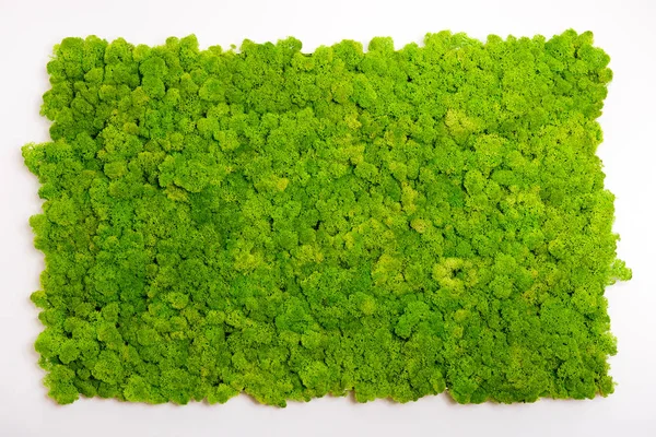 トナカイ Moss 緑の壁装飾製トナカイ地衣イオウゴケ Rangiferina — ストック写真