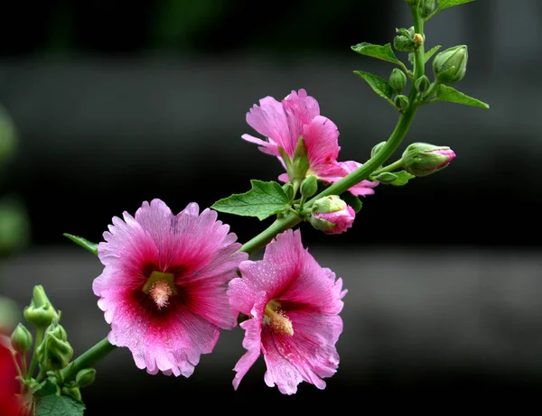 Rosa Hollyhock Hermosa Flor Que Crece Jardín Día Soleado —  Fotos de Stock