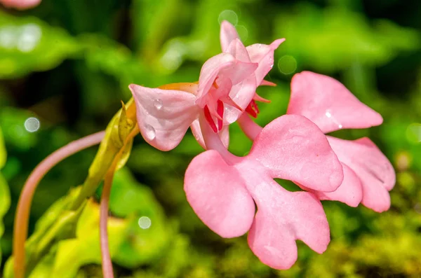 ピンクの唇をしたロドチェイラ ハベナリア ピンクスナップドラゴンフラワー タイのピサヌロク州 フーヒンロンクラ国立公園の ムンデアン の滝で熱帯雨林で見つかりました — ストック写真