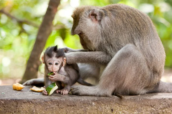 Aranyos Kis Babymonkey Hogy Ápolt Anya Evés Közben — Stock Fotó