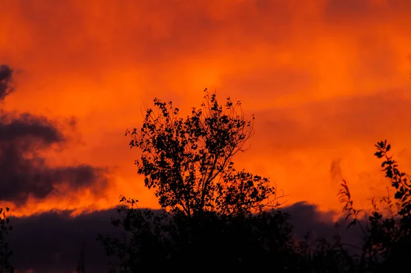 Forêt Noire Beau Coucher Soleil Rouge Avec Des Nuages — Photo