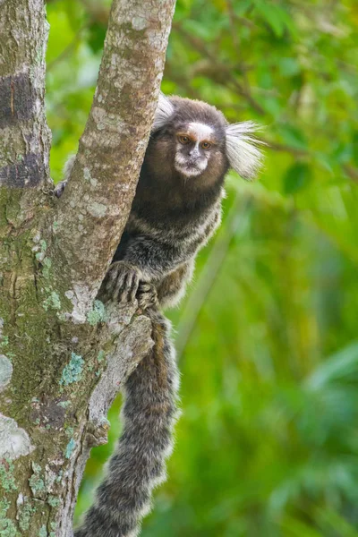 Marmotta Comune Marmotta Dalle Orecchie Bianche Callithrix Jacchus Scimmia Del — Foto Stock