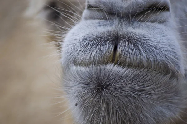 Closeup Mouth Camel — Stock Photo, Image