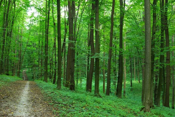 Zöld Erdőben Van — Stock Fotó