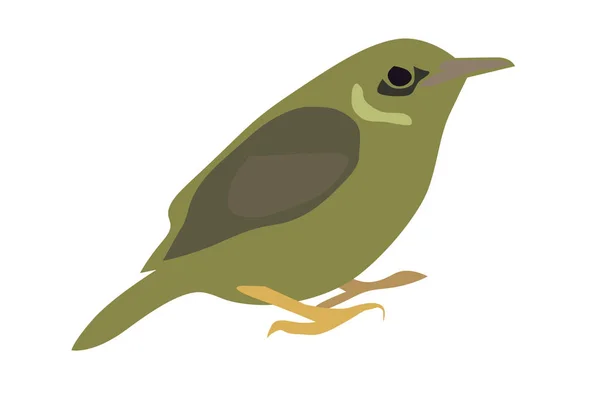 Векторная Иллюстрация Маленьких Оливковых Птиц — стоковое фото