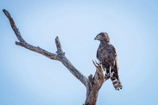 Brown Snake Eagle Sitting Branch Kruger National Park South Africa — Stock Photo, Image