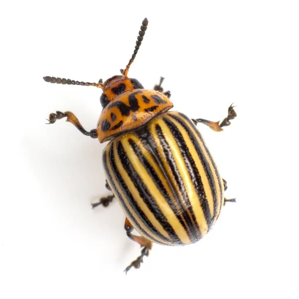 Colorado Beetle Photographed White Background — Stock Photo, Image