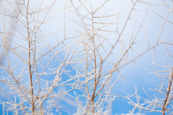 Hintergrund Von Busch Mit Frost Und Himmel Winter Bedeckt — Stockfoto