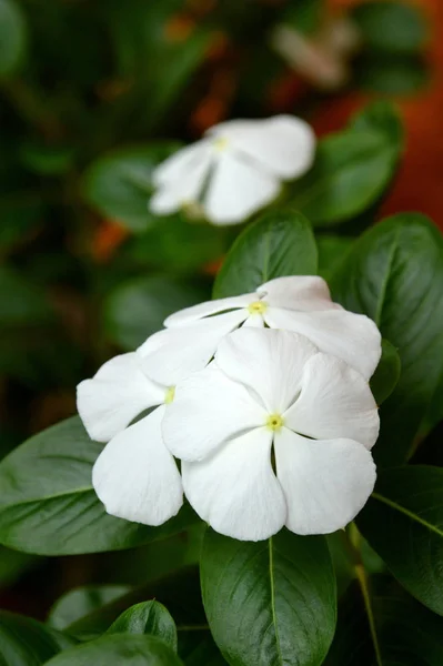 White Periwinkle Flower Yellow Center Madagascar Periwinkle Catharanthus Roseus — Stock Photo, Image